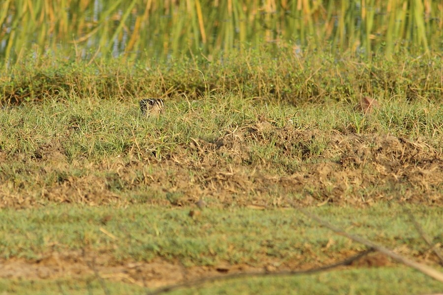 Pin-tailed Snipe - Grzegorz Jędro