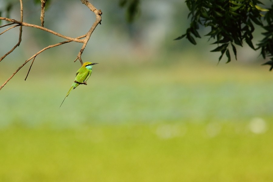 Asian Green Bee-eater - Grzegorz Jędro