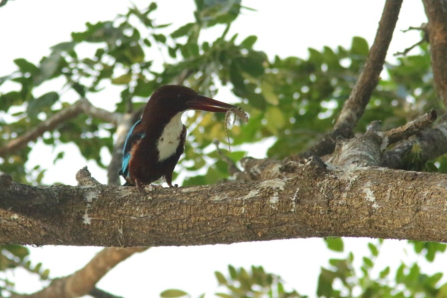 White-throated Kingfisher - ML610133810