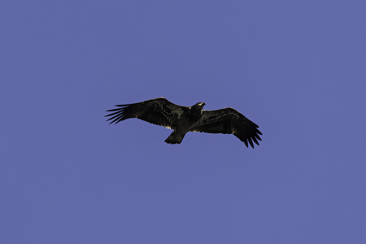 Белоголовый орлан - ML610133926