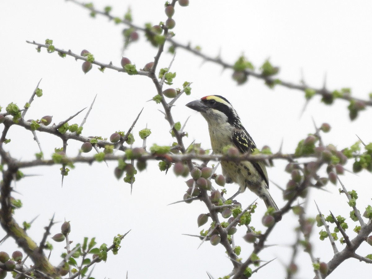 diademskjeggfugl - ML610133953