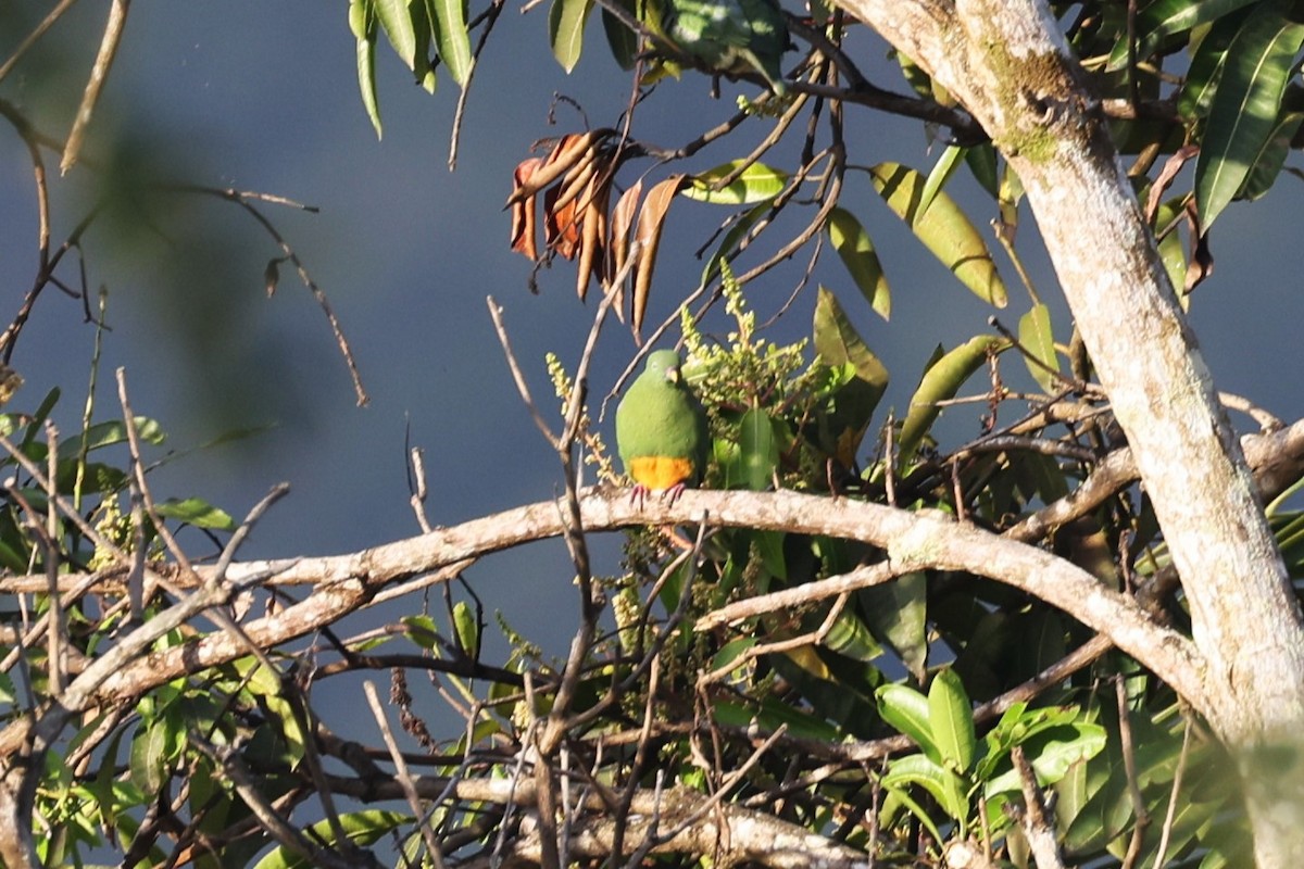 Orange-bellied Fruit-Dove - ML610133973