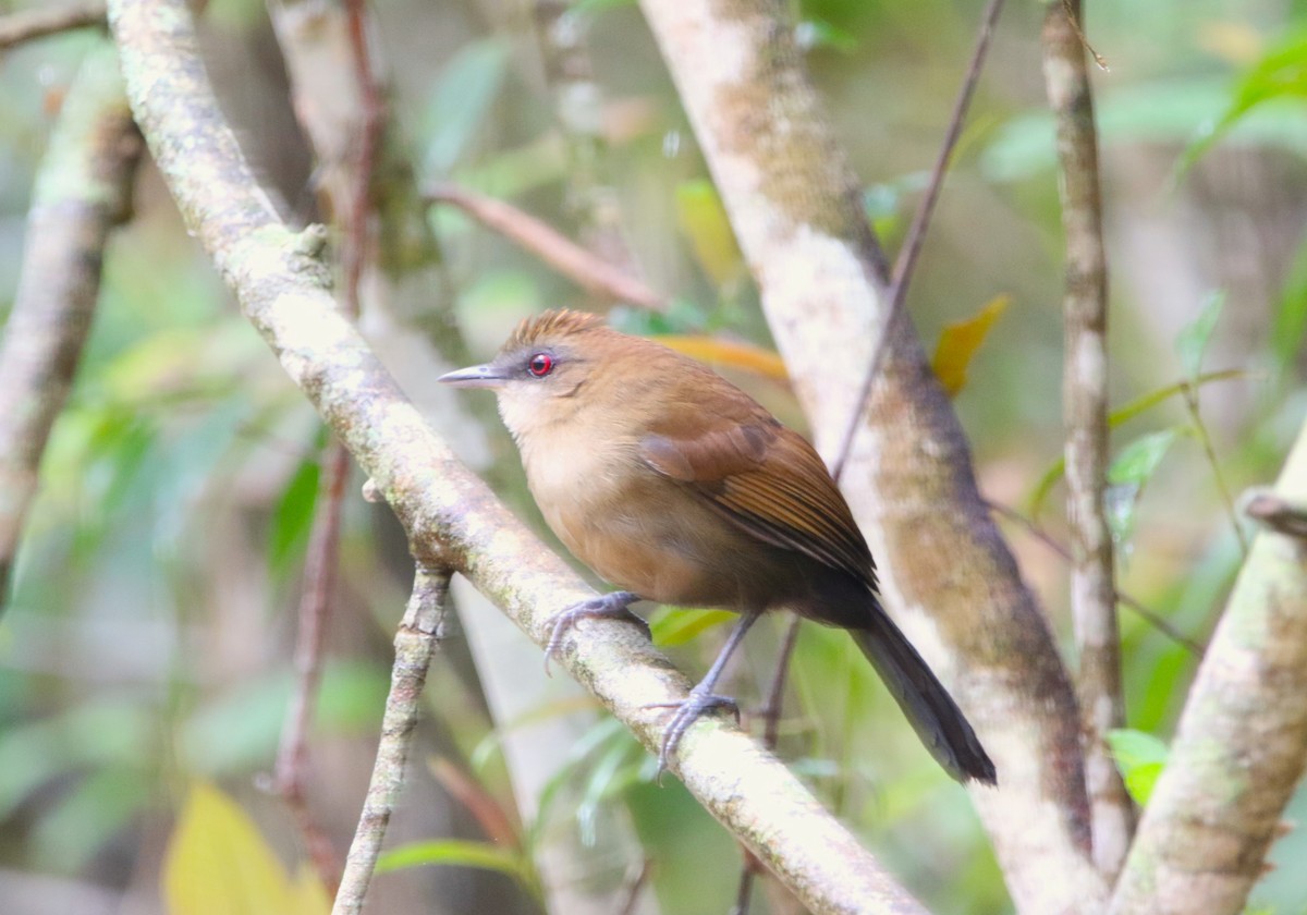 Weißbinden-Ameisenvogel - ML610134021