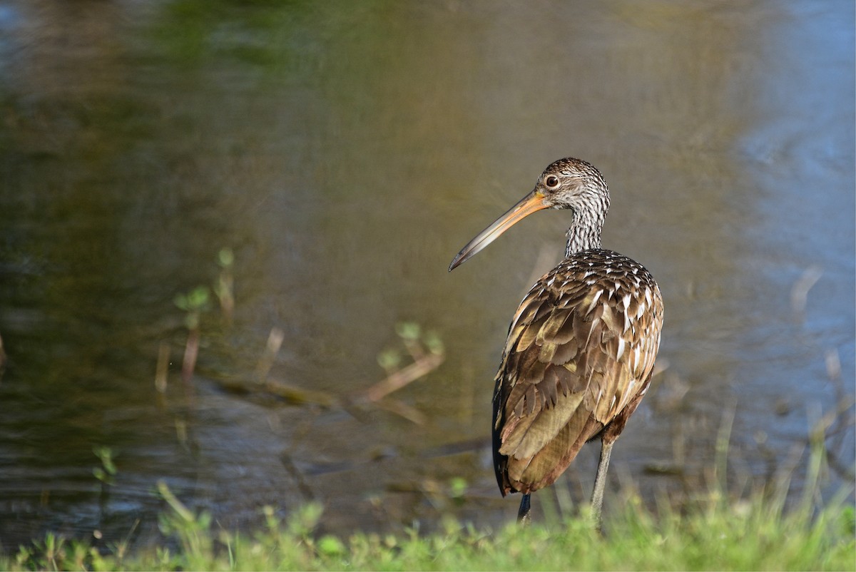 Limpkin - John Hengeveld