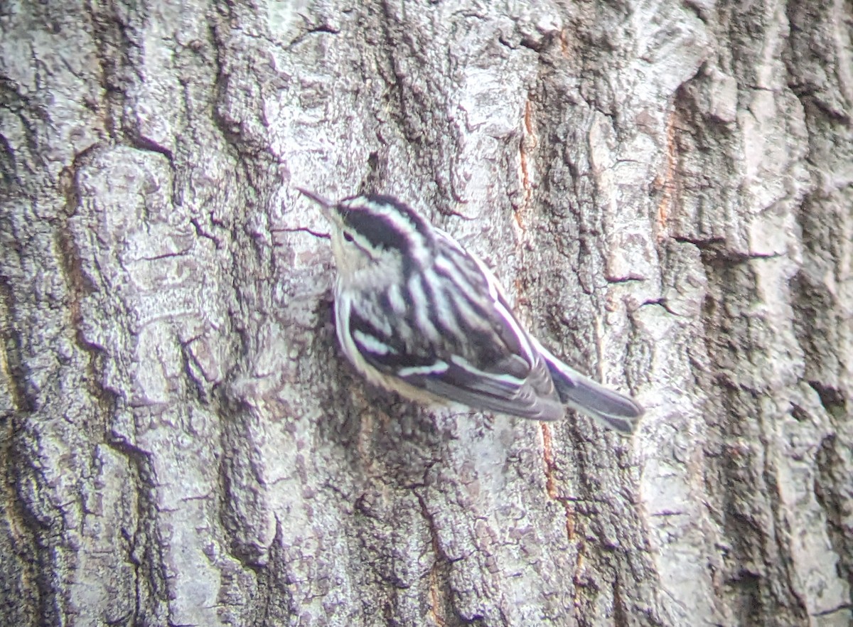 Black-and-white Warbler - ML610134102