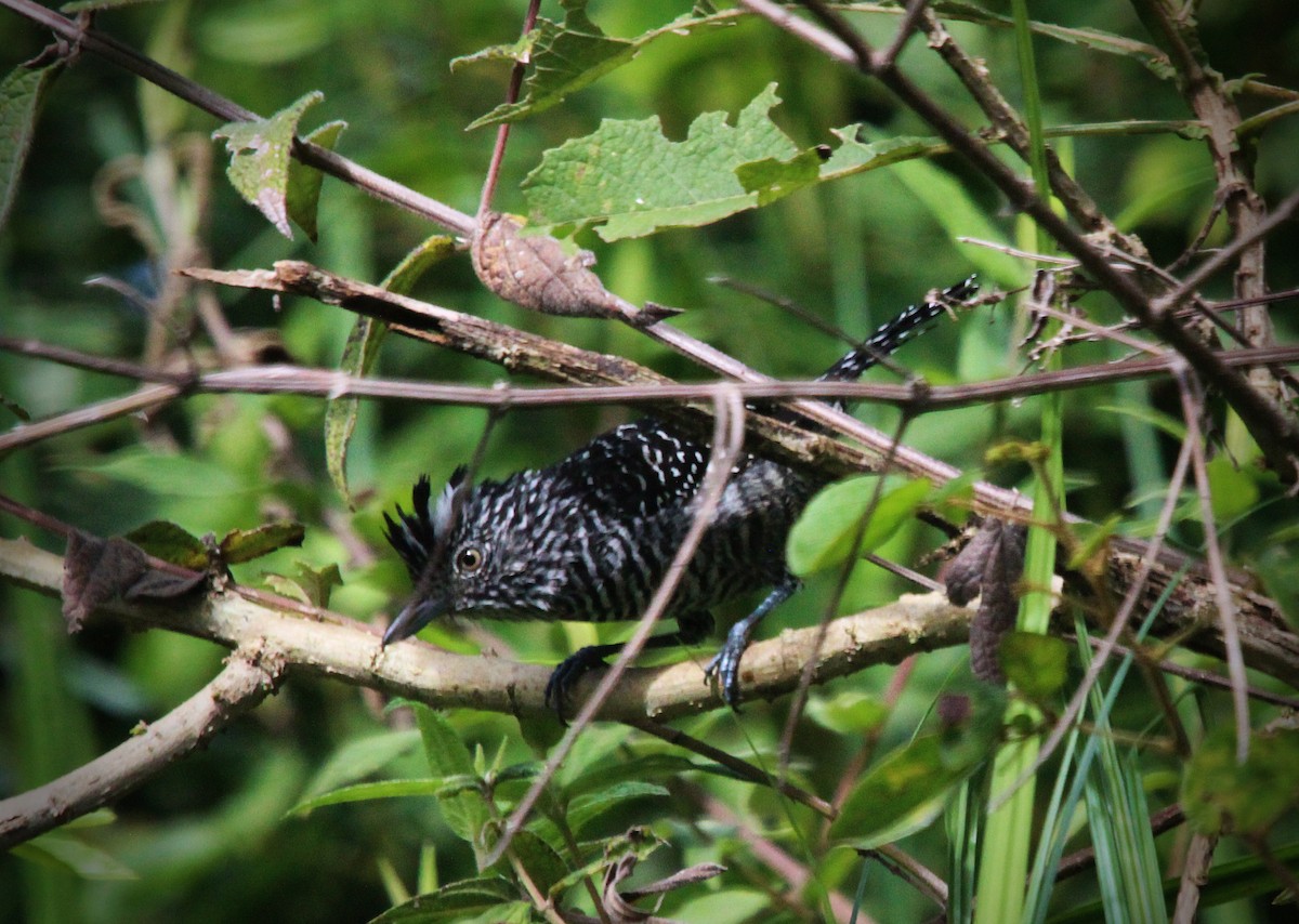 Barred Antshrike - ML610134120