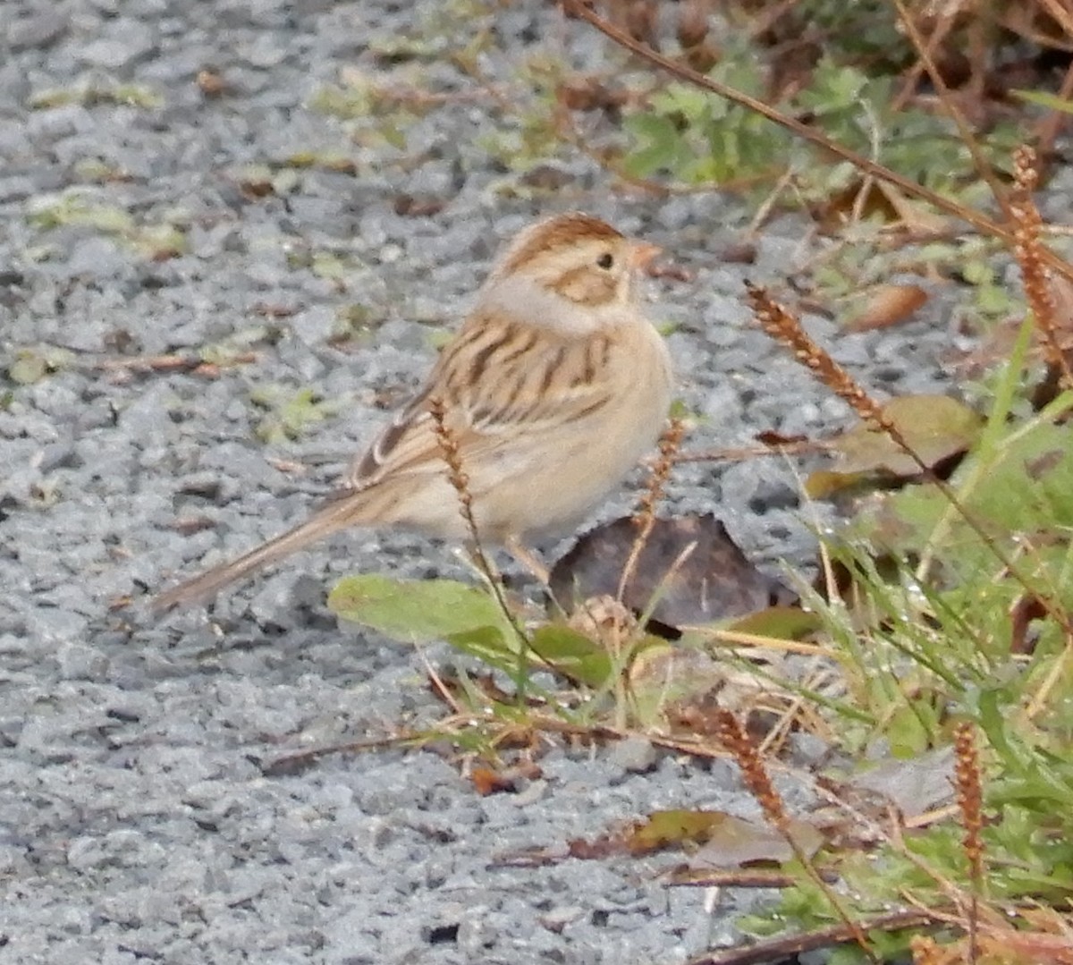 Clay-colored Sparrow - ML610134129