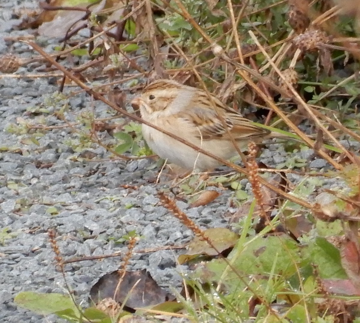 Clay-colored Sparrow - ML610134130