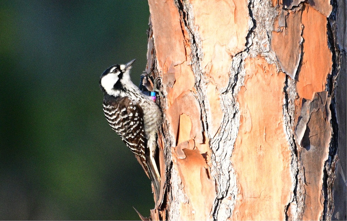 Red-cockaded Woodpecker - John Hengeveld