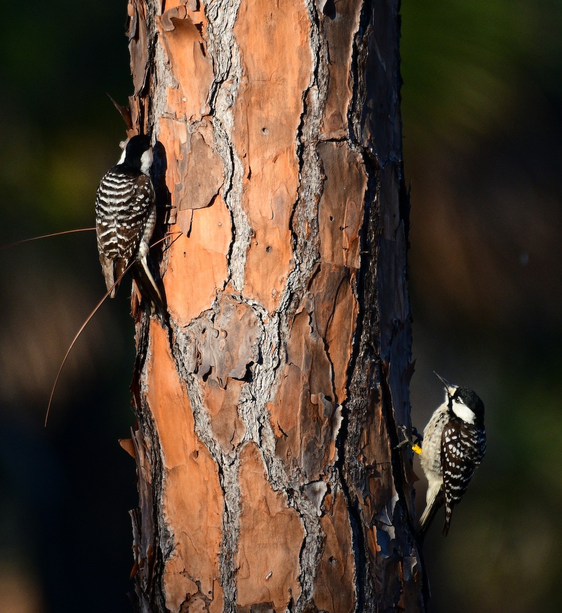 Red-cockaded Woodpecker - John Hengeveld