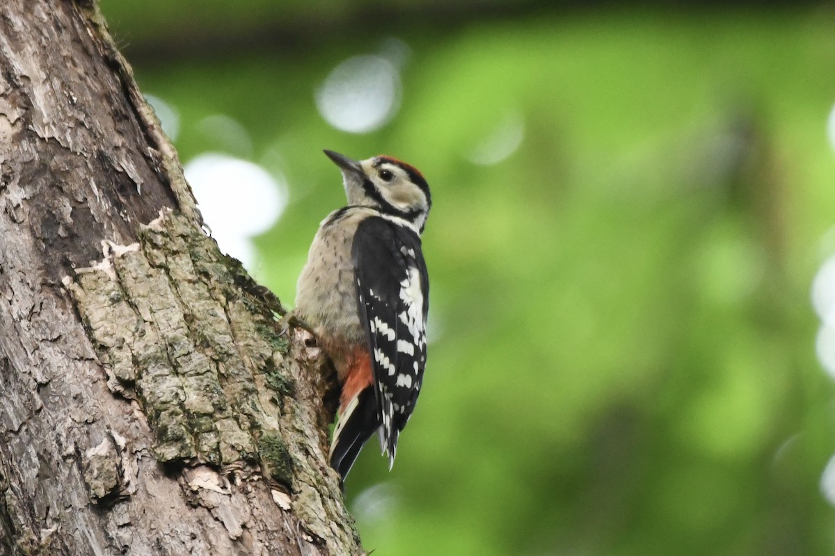 Great Spotted Woodpecker (japonicus) - Tomohiro Iuchi