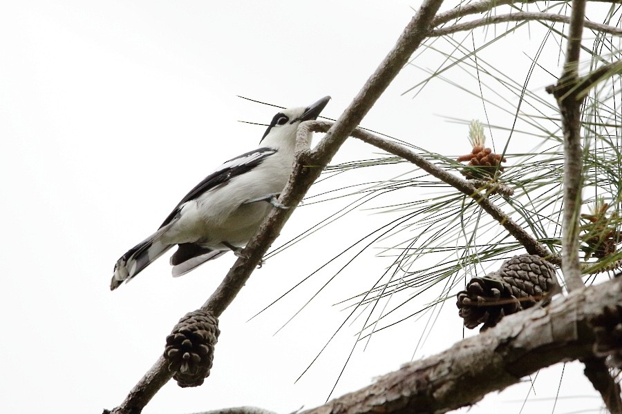 Hook-billed Vanga - ML610134187