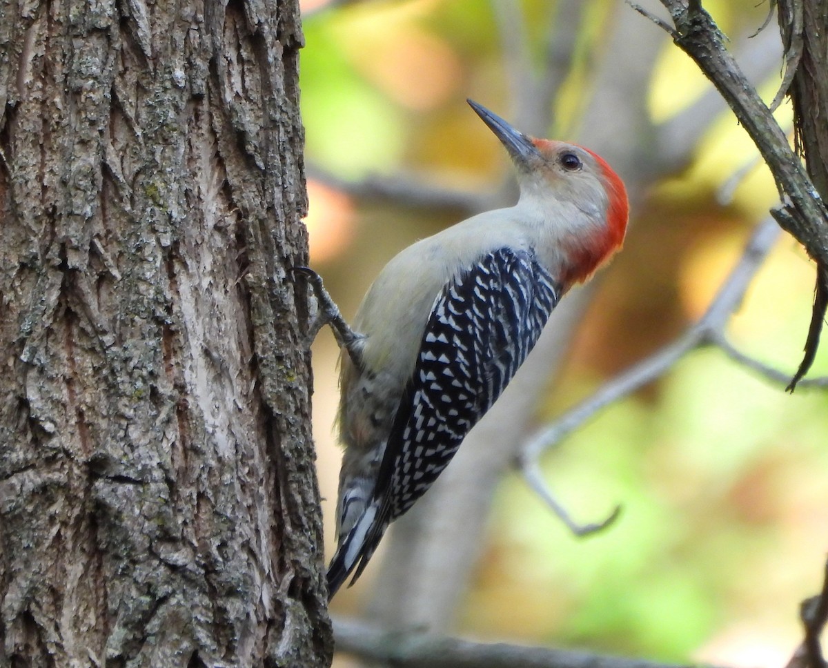 Red-bellied Woodpecker - ML610134200