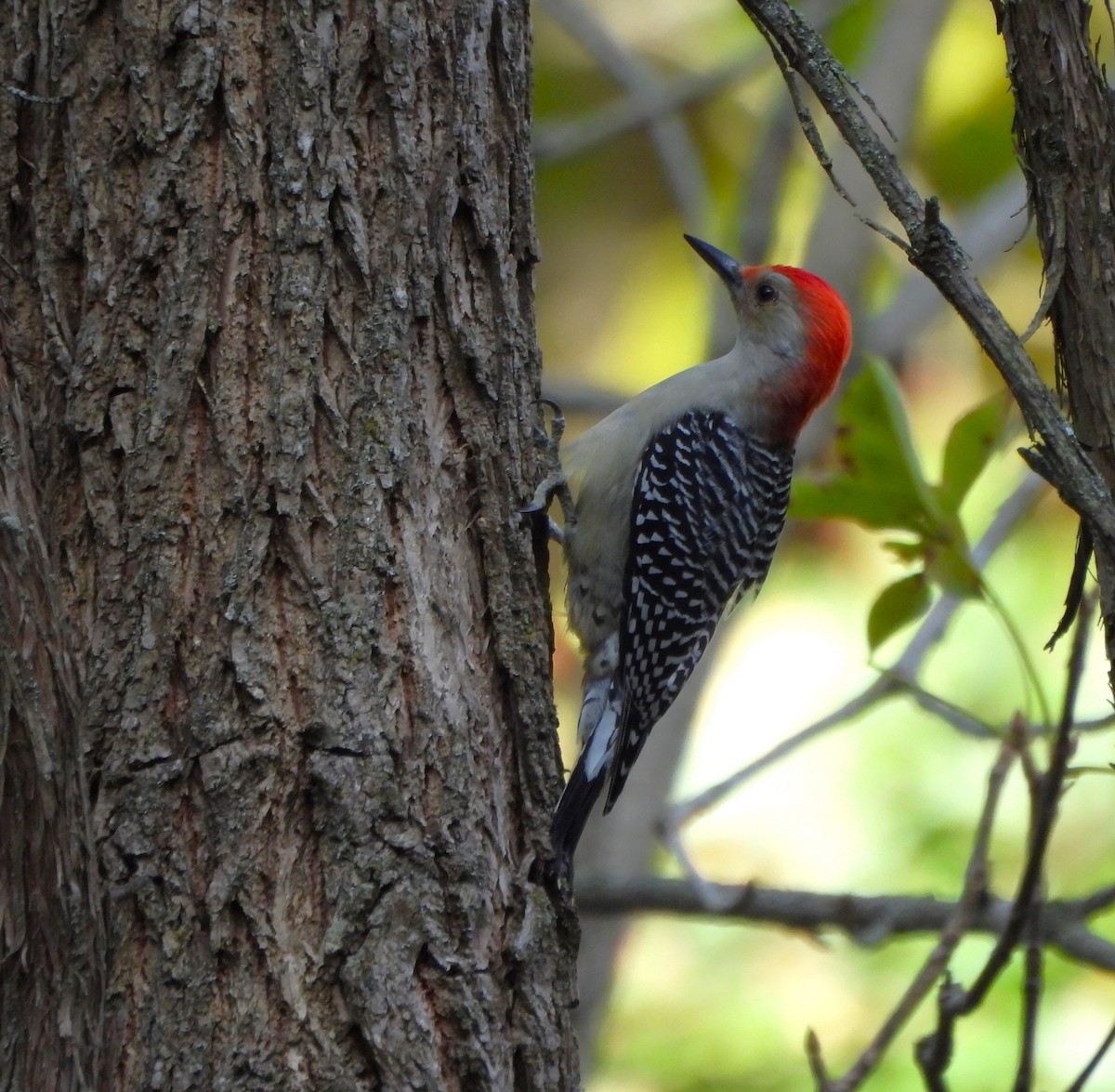 Red-bellied Woodpecker - ML610134201