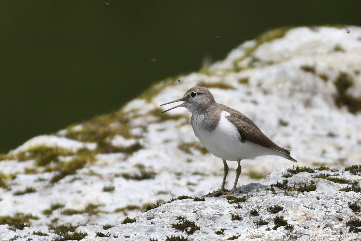 Common Sandpiper - Tomohiro Iuchi