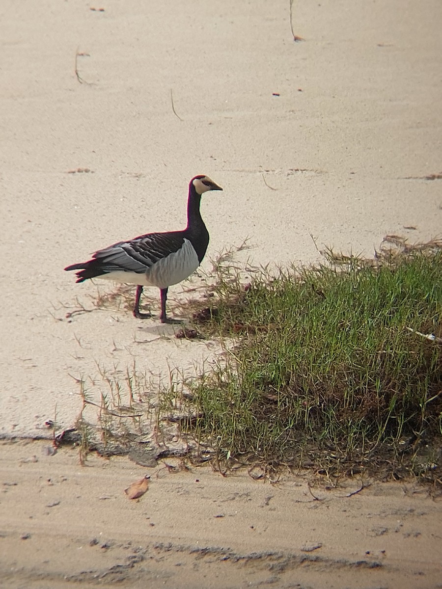 Цагаан шанаат галуу - ML610134216