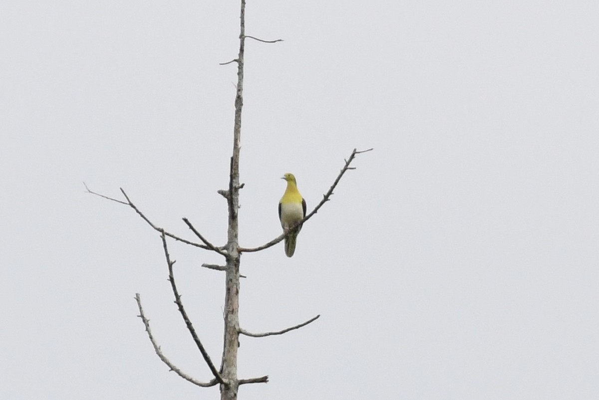 White-bellied Green-Pigeon - Tomohiro Iuchi