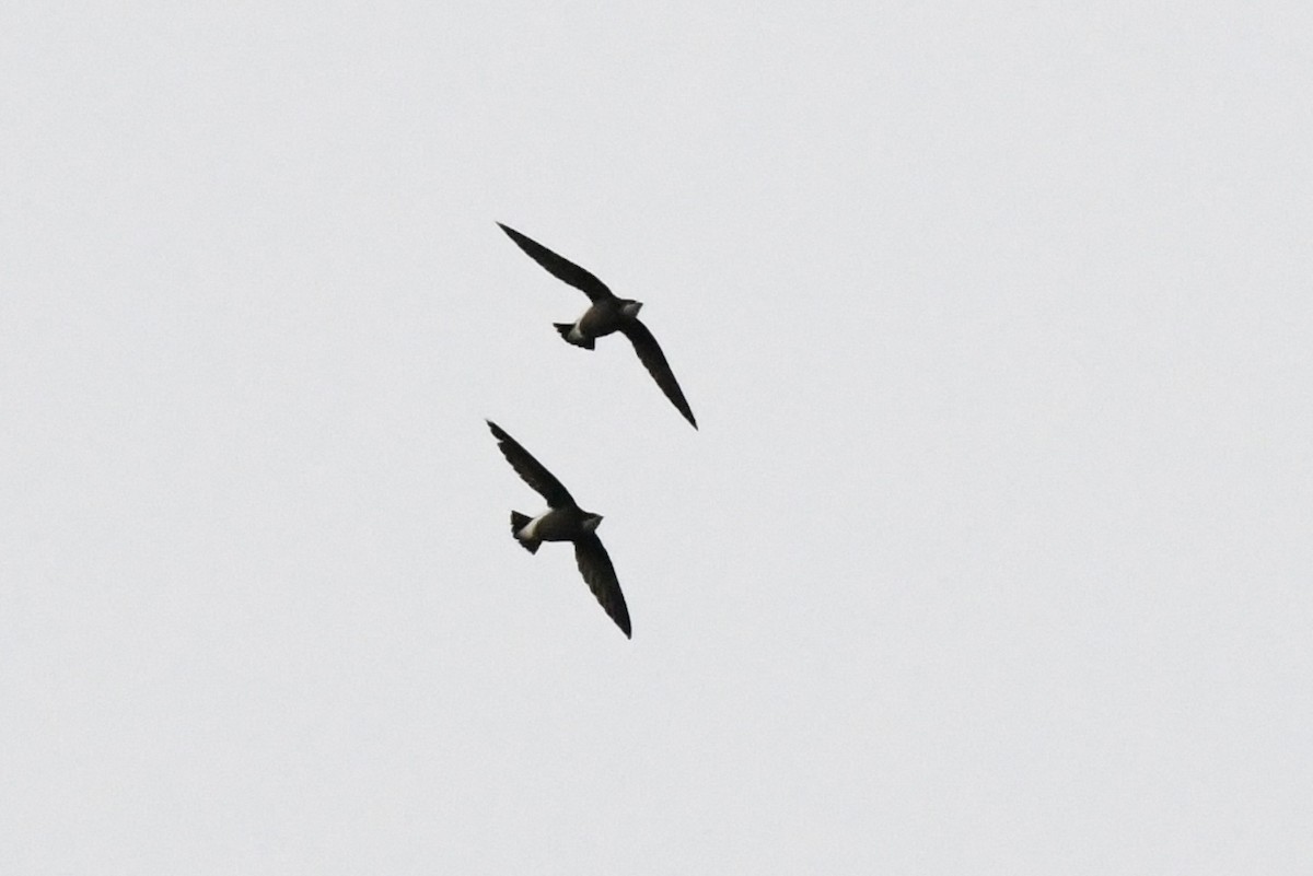 White-throated Needletail - Tomohiro Iuchi