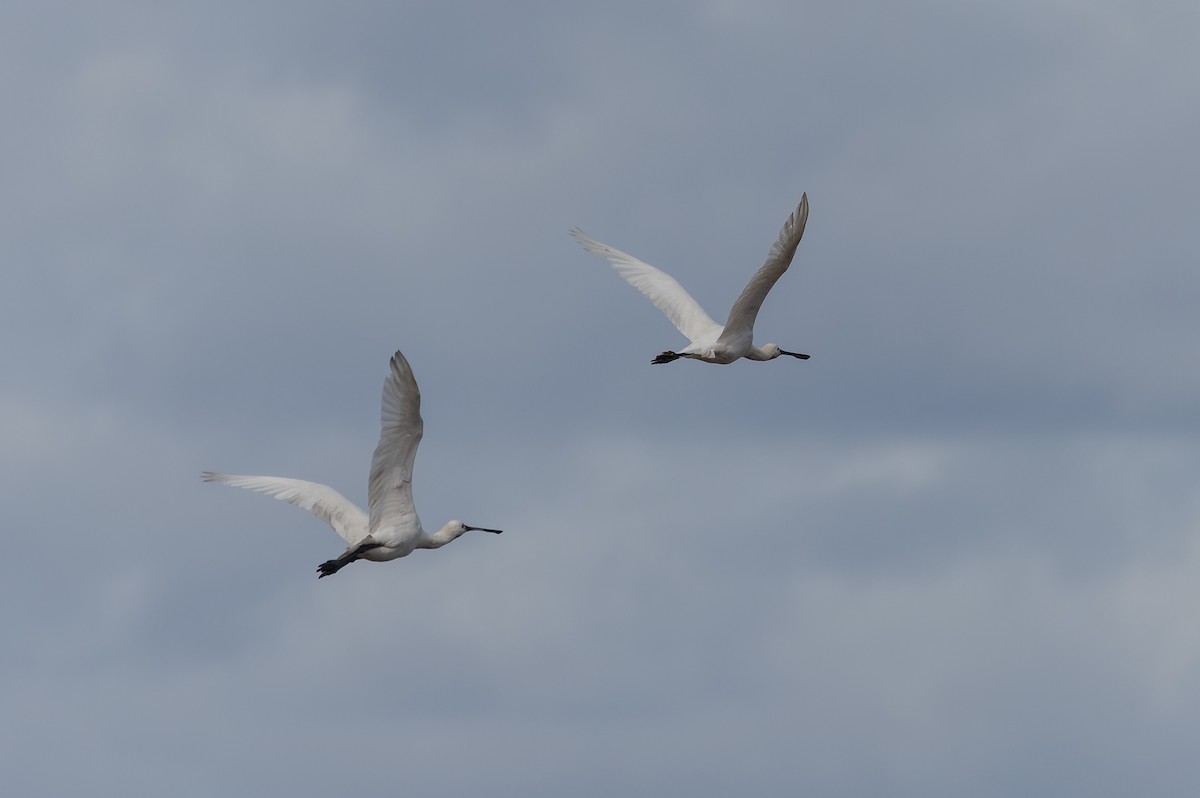 Eurasian Spoonbill - ML610134251