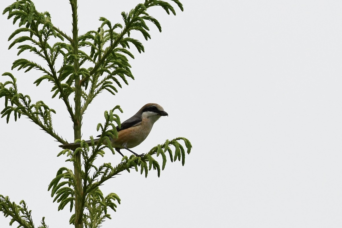 Bull-headed Shrike - Tomohiro Iuchi