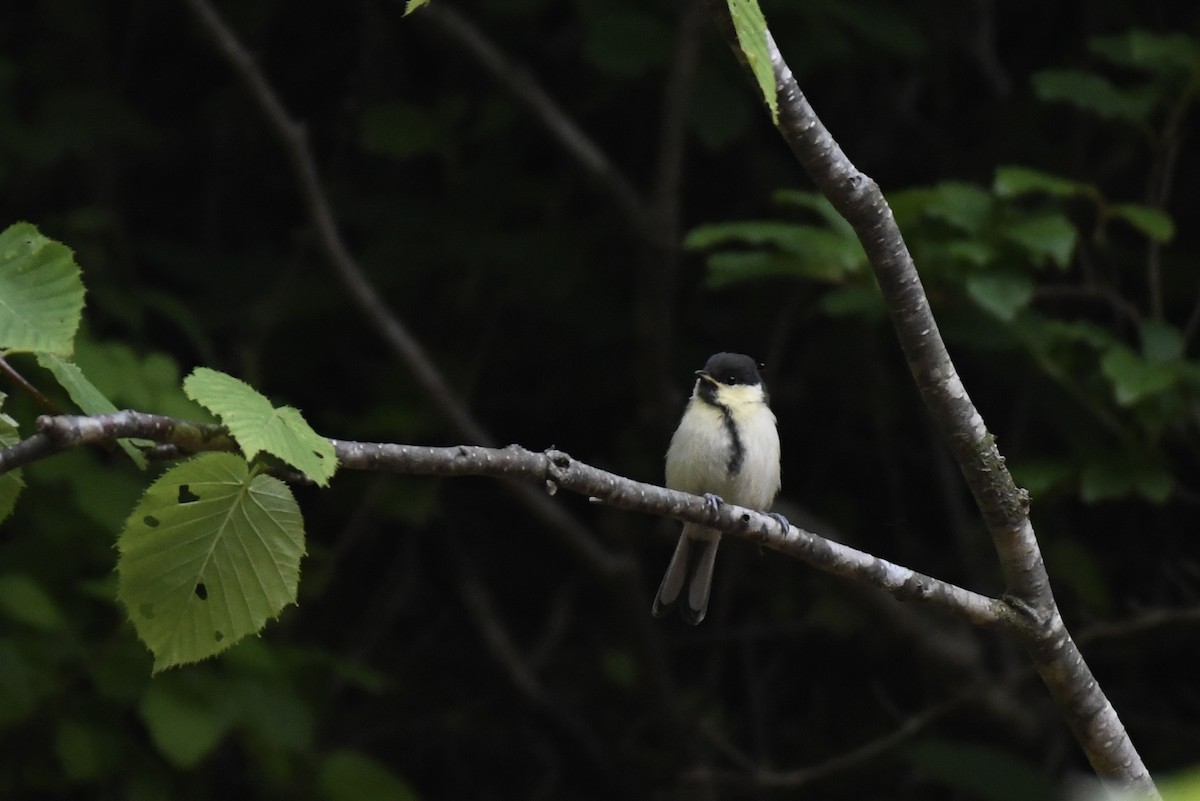 Japanese Tit (Japanese) - Tomohiro Iuchi