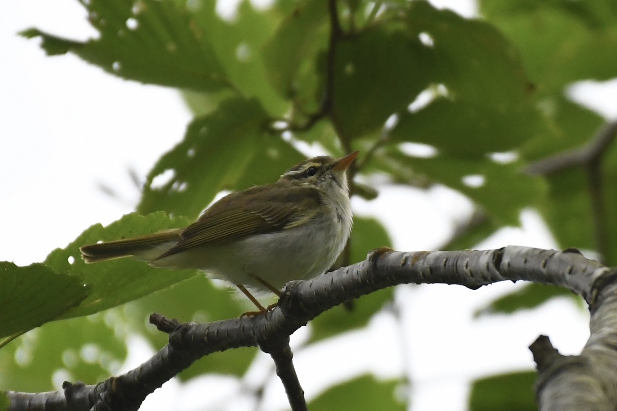 Eastern Crowned Warbler - Tomohiro Iuchi