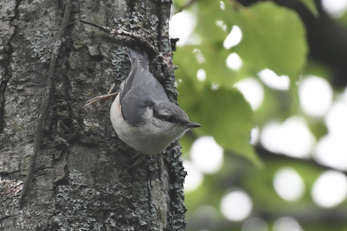 Eurasian Nuthatch (Buff-bellied) - Tomohiro Iuchi