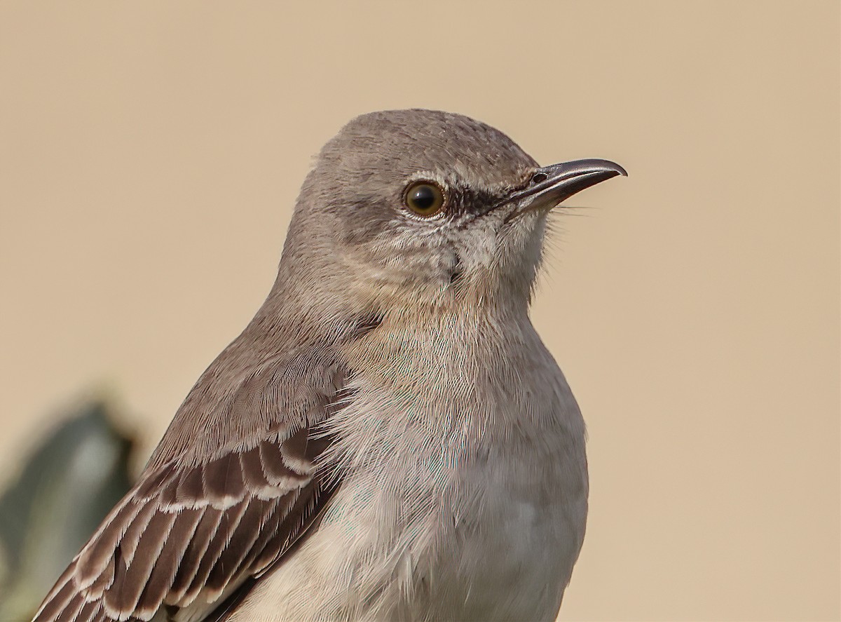 Northern Mockingbird - ML610134399