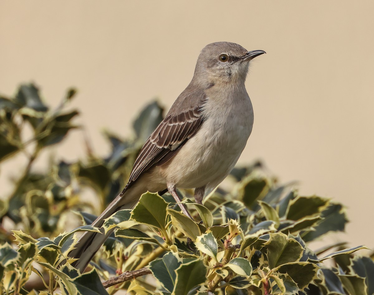 Northern Mockingbird - ML610134400