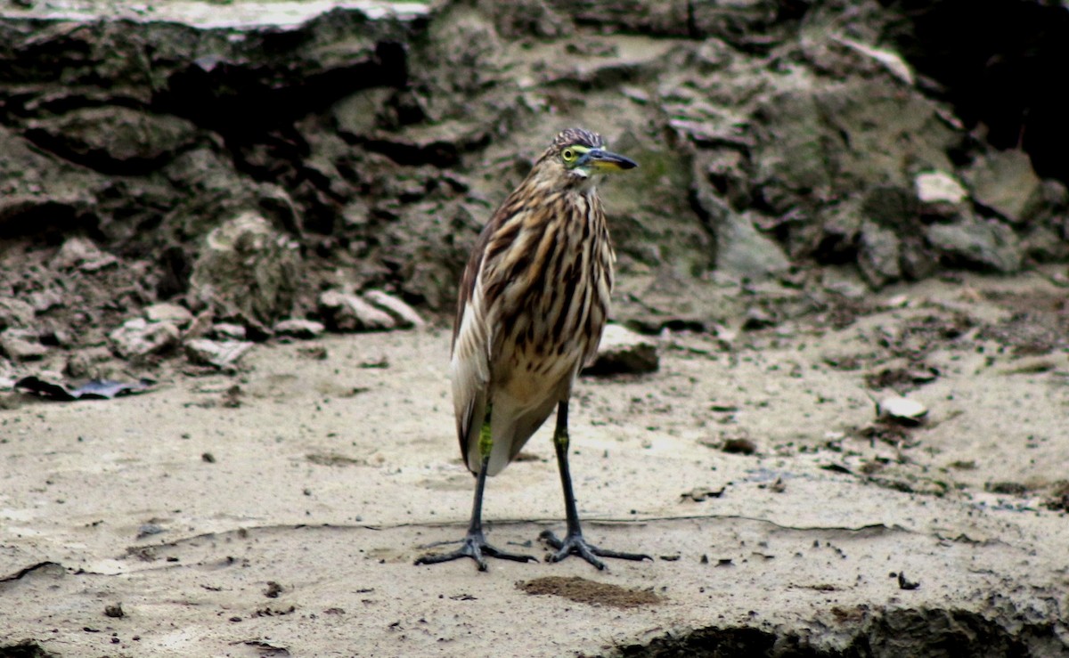 Indian Pond-Heron - ML610134422