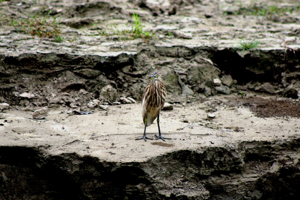 Indian Pond-Heron - ML610134423