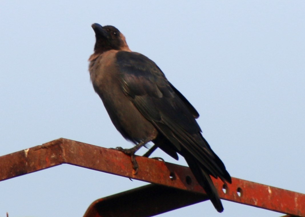 House Crow - ML610134435