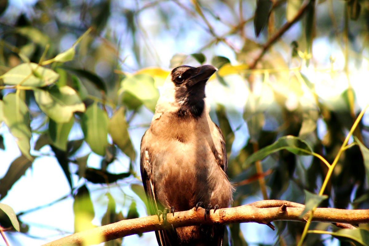 House Crow - ML610134436