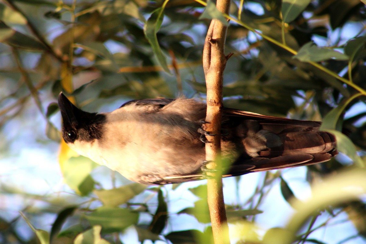 House Crow - ML610134437