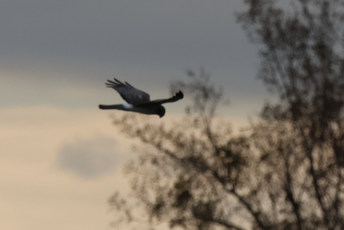 Northern Harrier - ML610134441