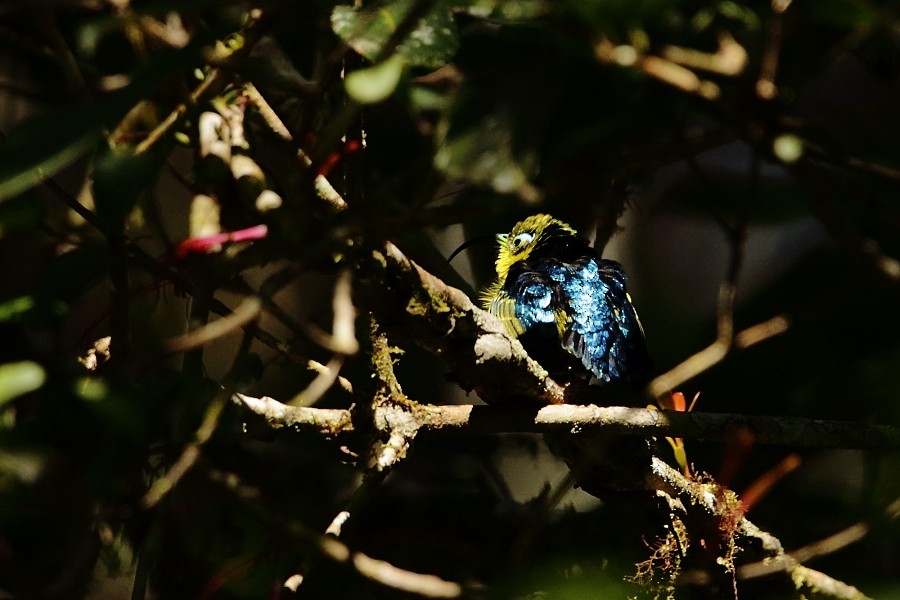 Common Sunbird-Asity - ML610134442