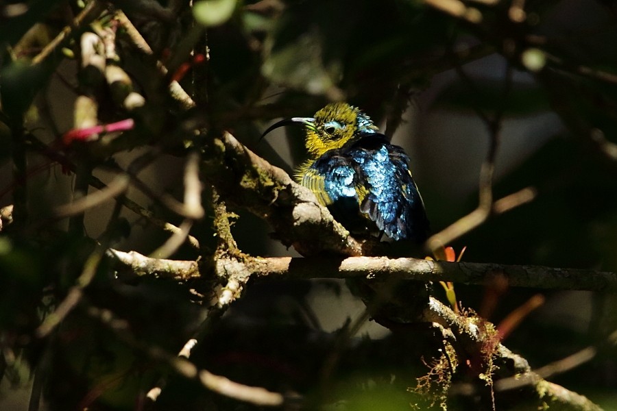 Common Sunbird-Asity - ML610134443