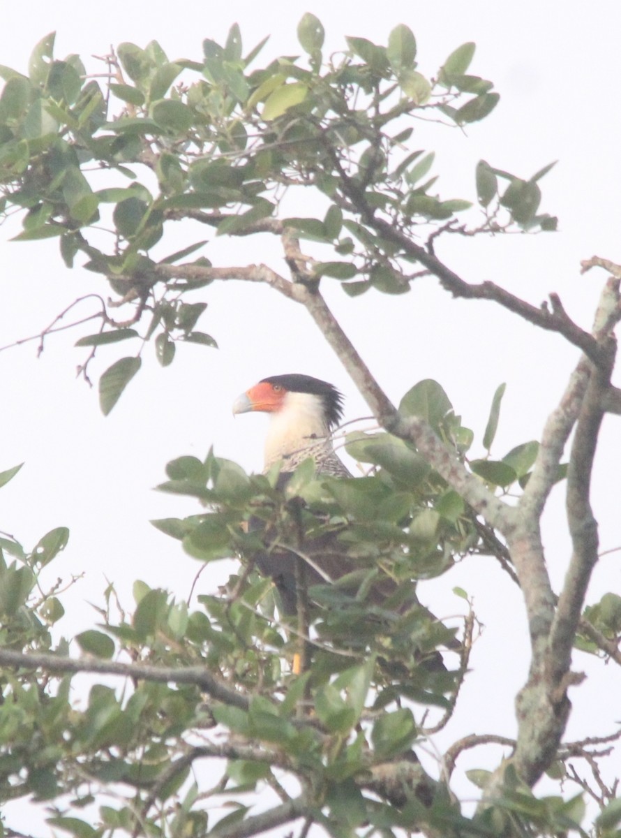 Crested Caracara - ML610134479