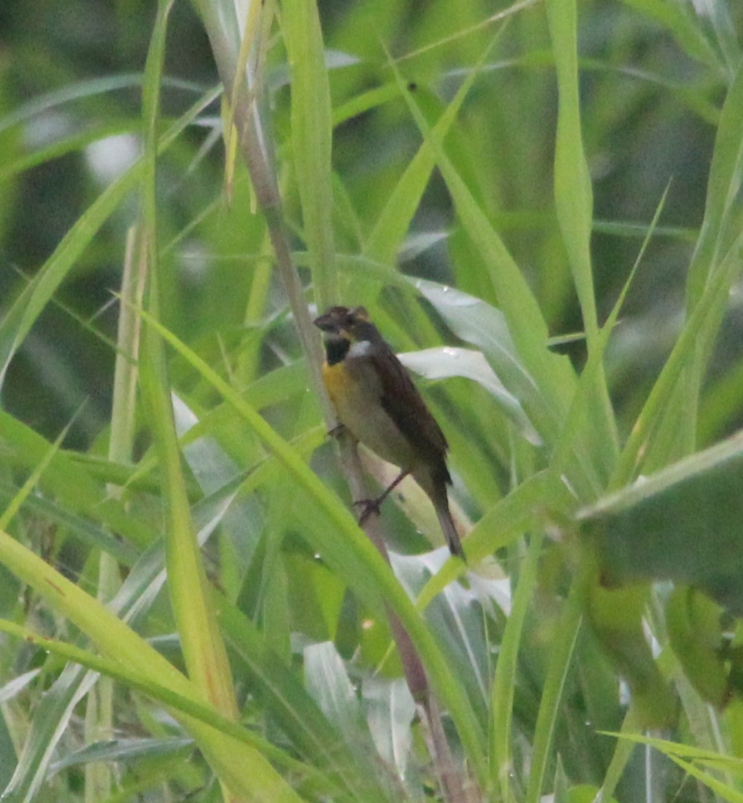 Dickcissel - ML610134493