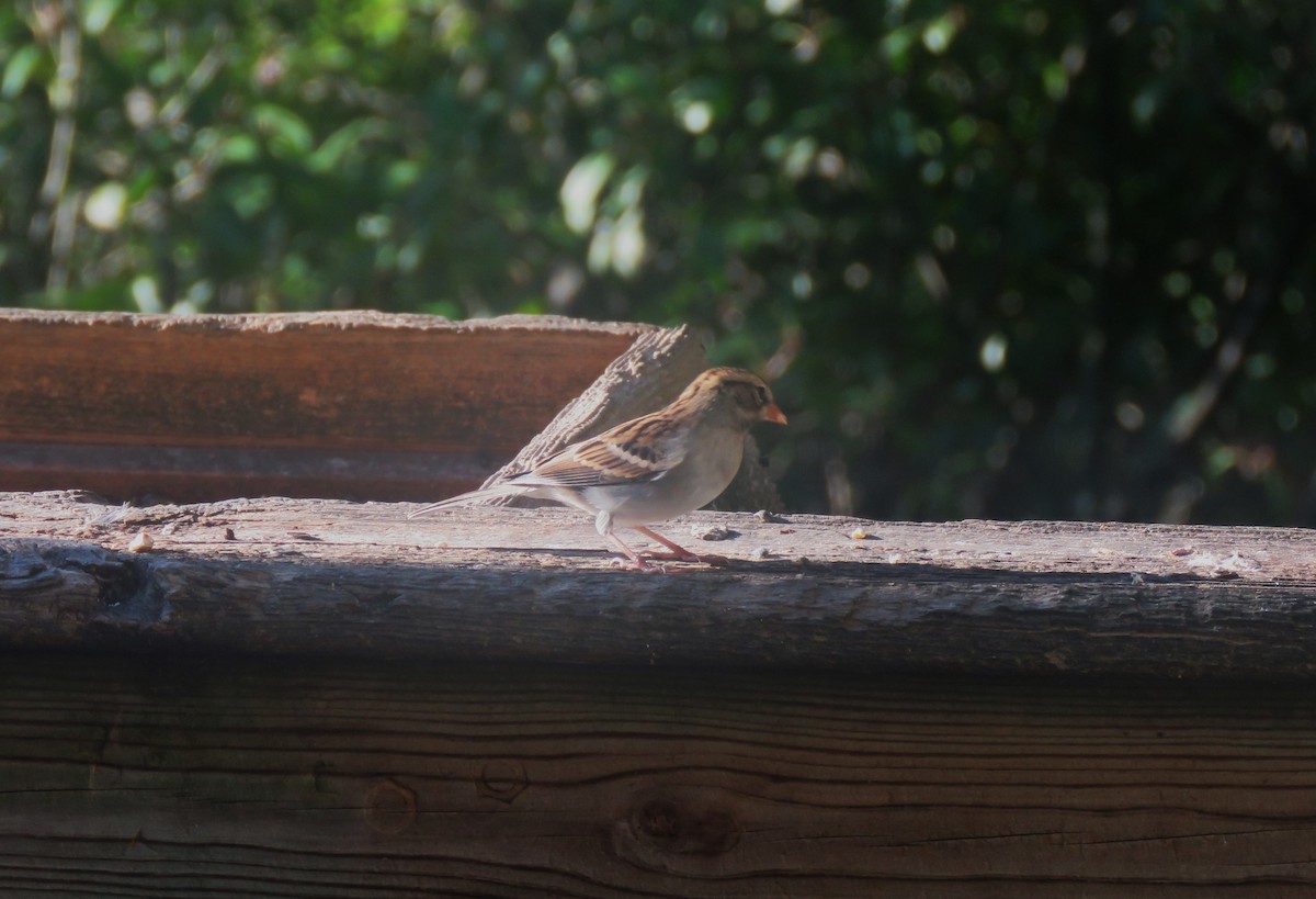 Chipping Sparrow - ML610134801