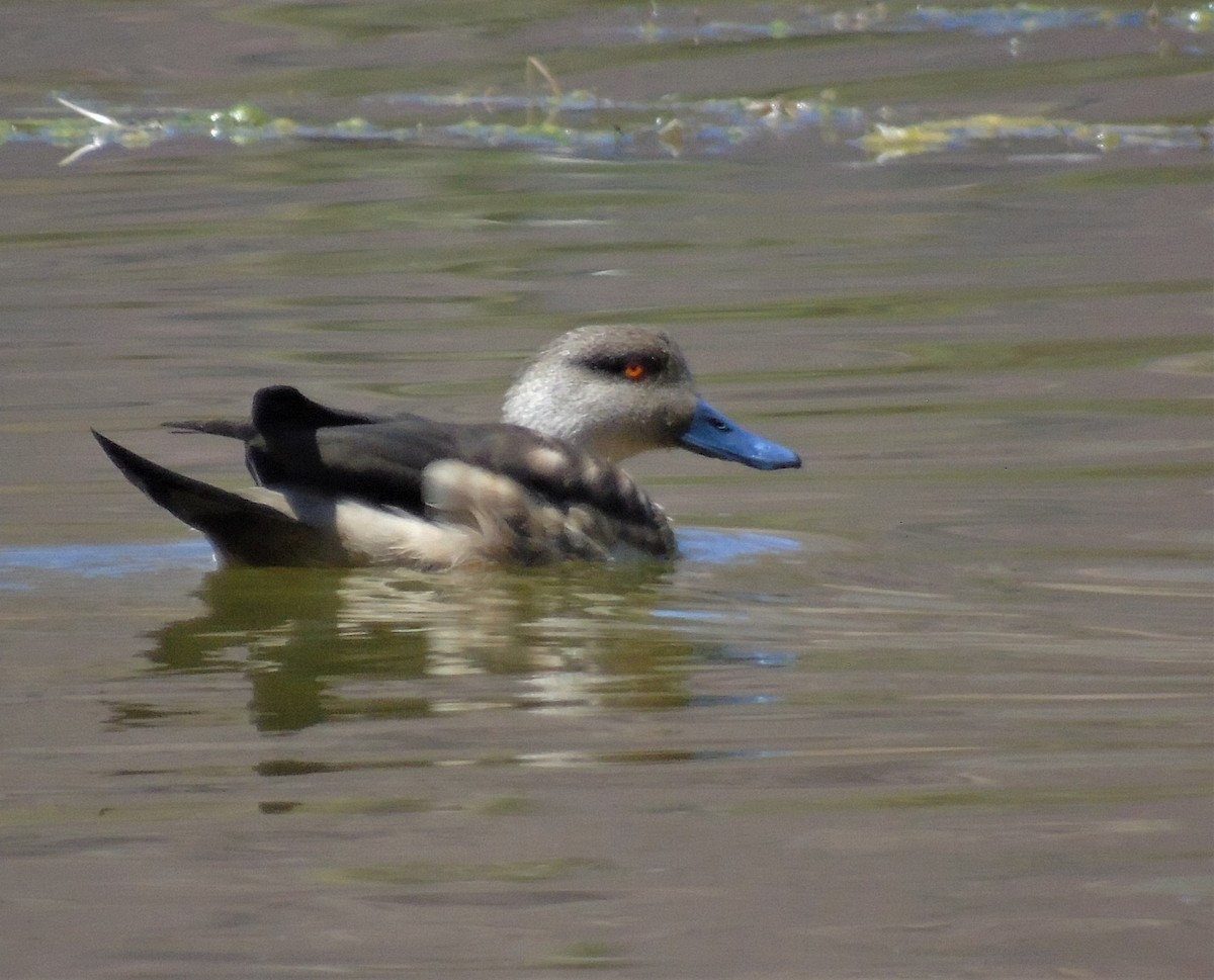 Crested Duck - ML610134815