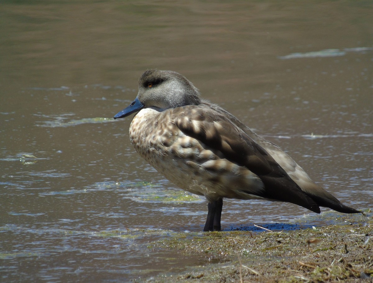 Crested Duck - ML610134816