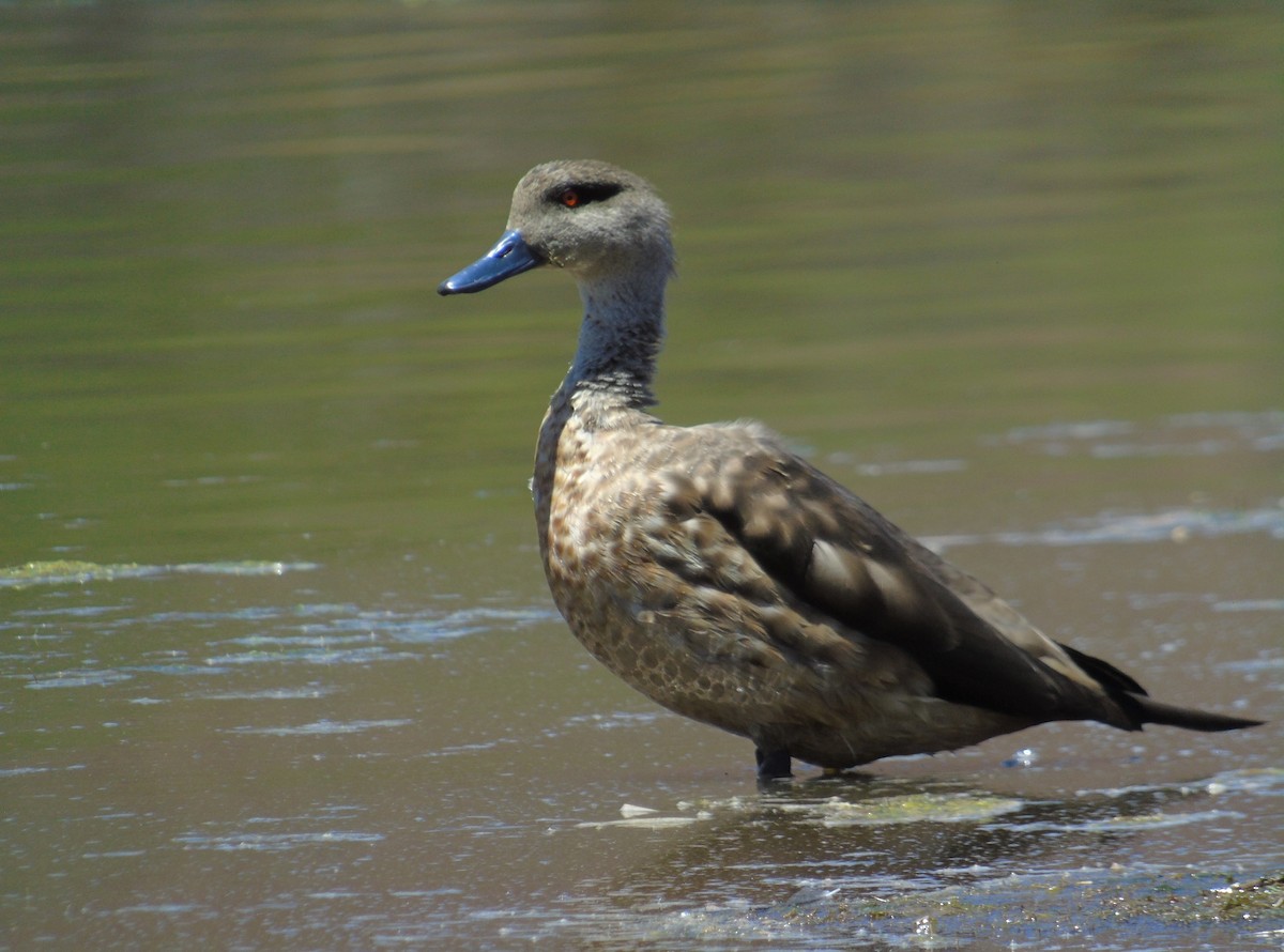 Crested Duck - ML610134817