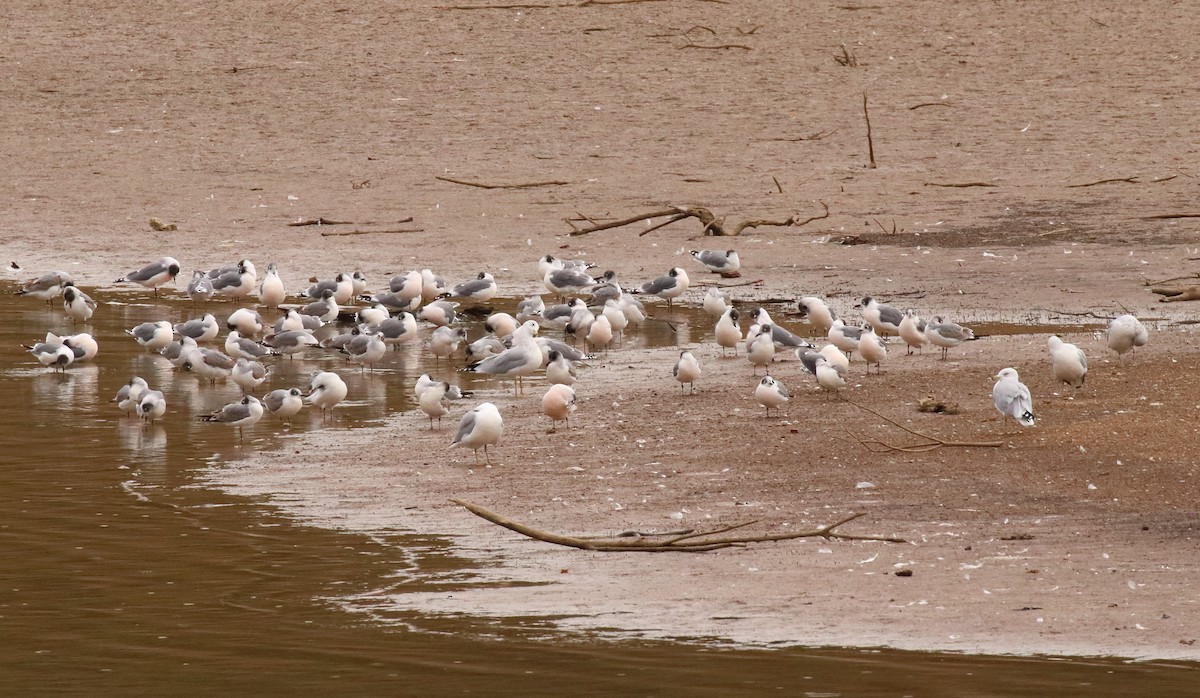 Franklin's Gull - ML610134833