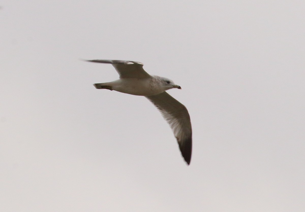 Ring-billed Gull - ML610134845