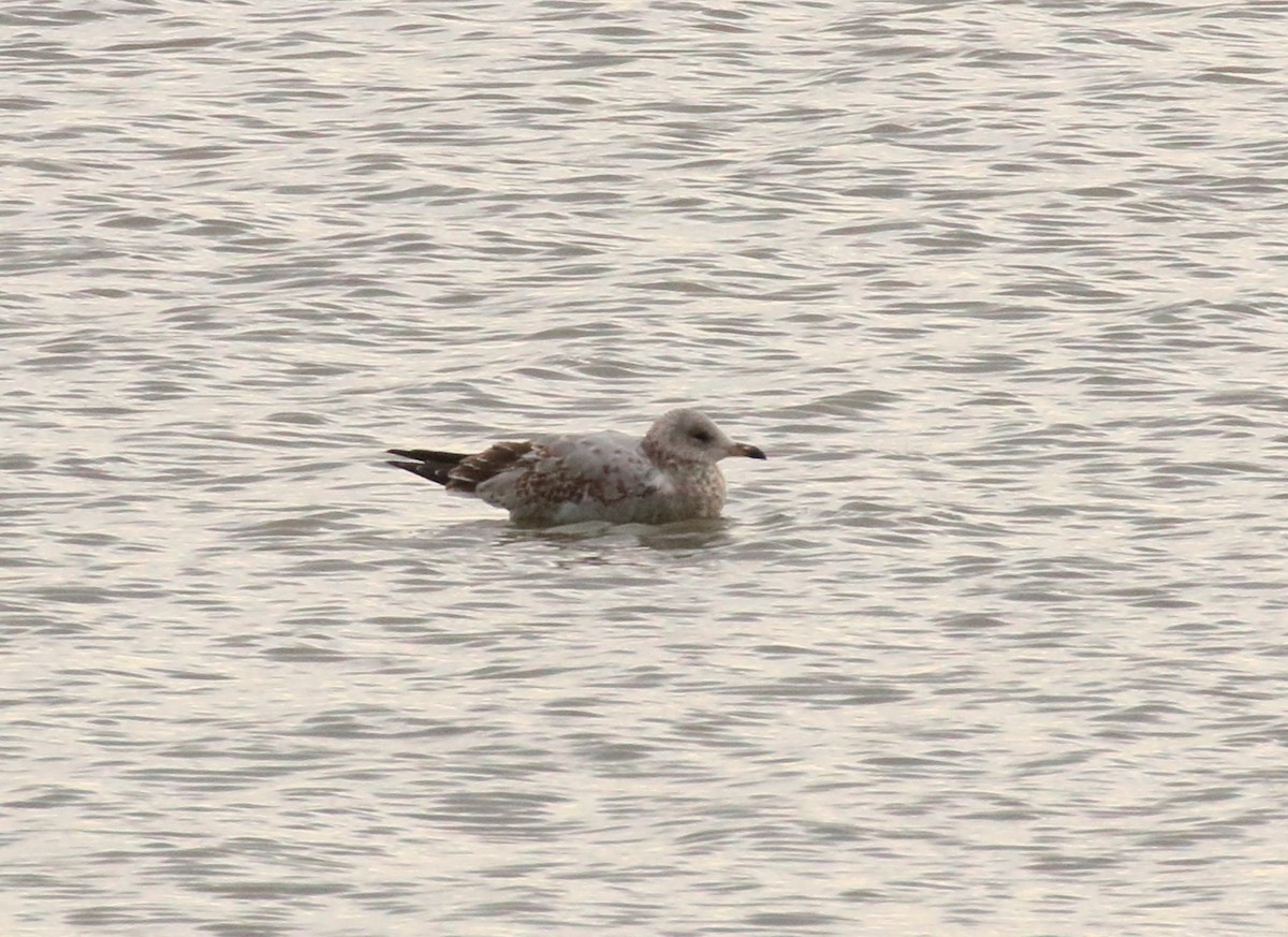 Ring-billed Gull - ML610134848