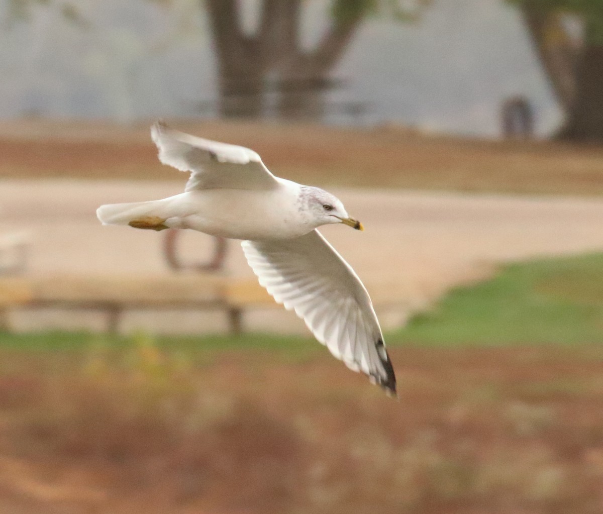 Ring-billed Gull - ML610134851