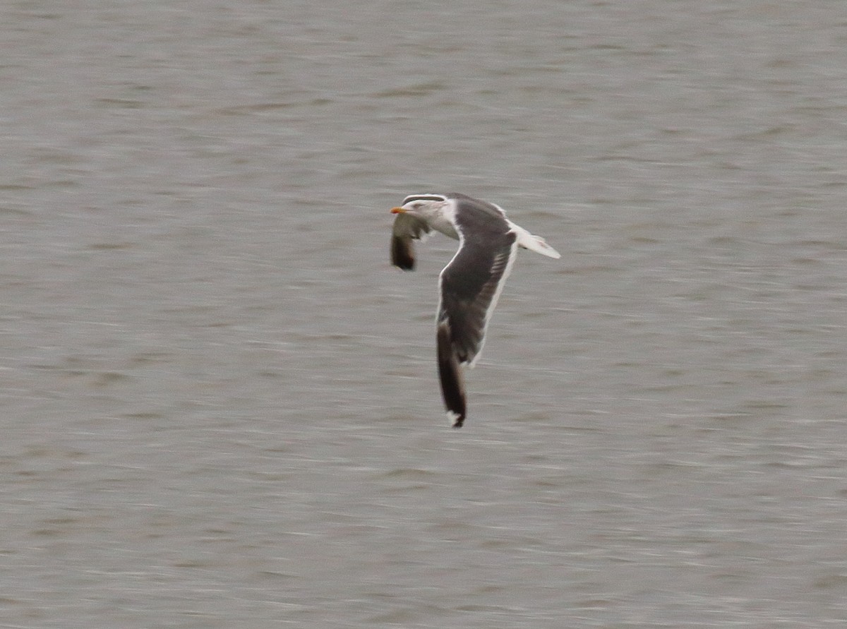 Lesser Black-backed Gull - ML610134856