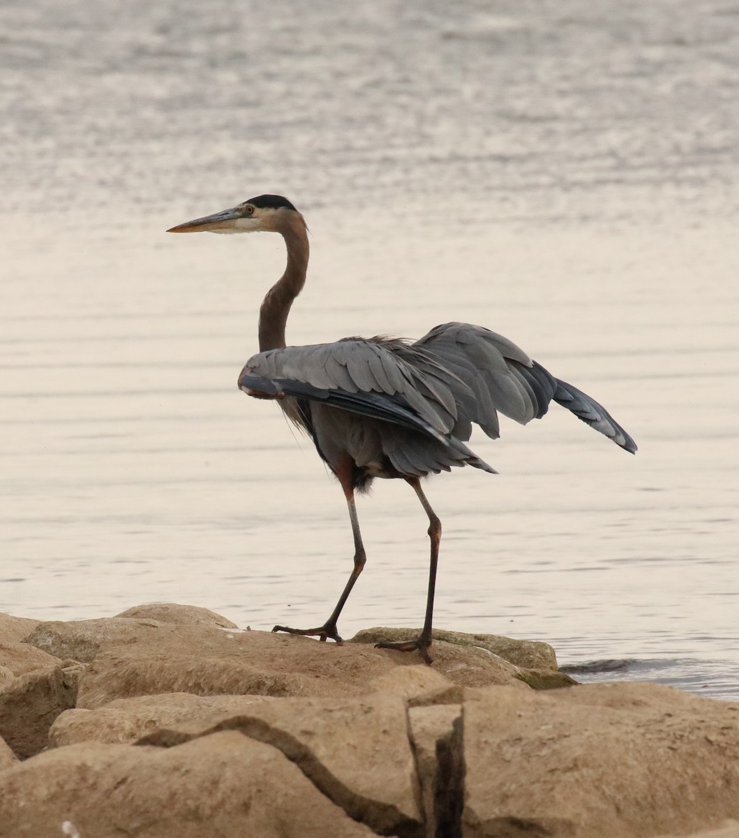 Great Blue Heron - ML610134864