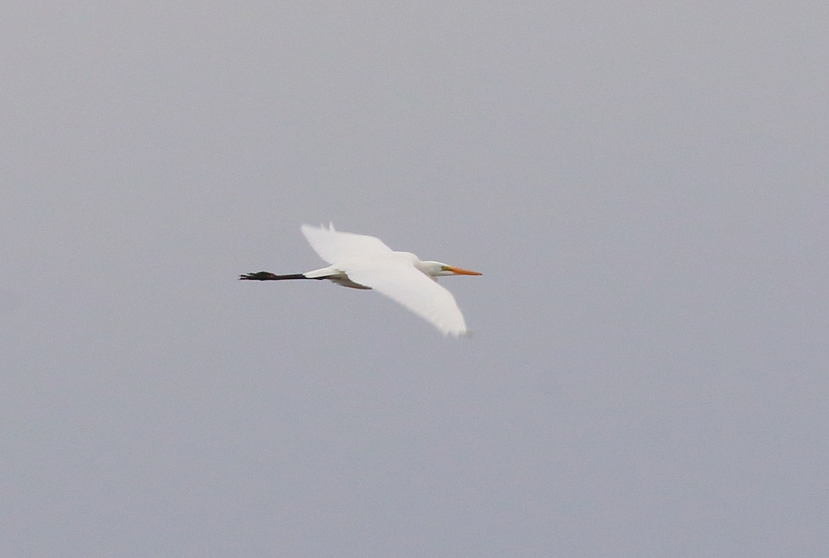 Great Egret - Mark E Land